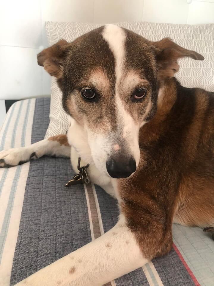 FarodeAnimales's tweet photo. ESTELA MARIA-   La hermosa Estela Maria 🐶 fue adoptada en El Faro en el 2005 .  Ya tiene 17 años y está como coco y bien feliz 🙂 ❣️Te enviamos un besote y mucho cariño. Y gracias a tus papás por el apoyo continuo a nuestro santuario. 
#Faroalum #20añossalvandovidas https://t.co/r3T8otpKzM