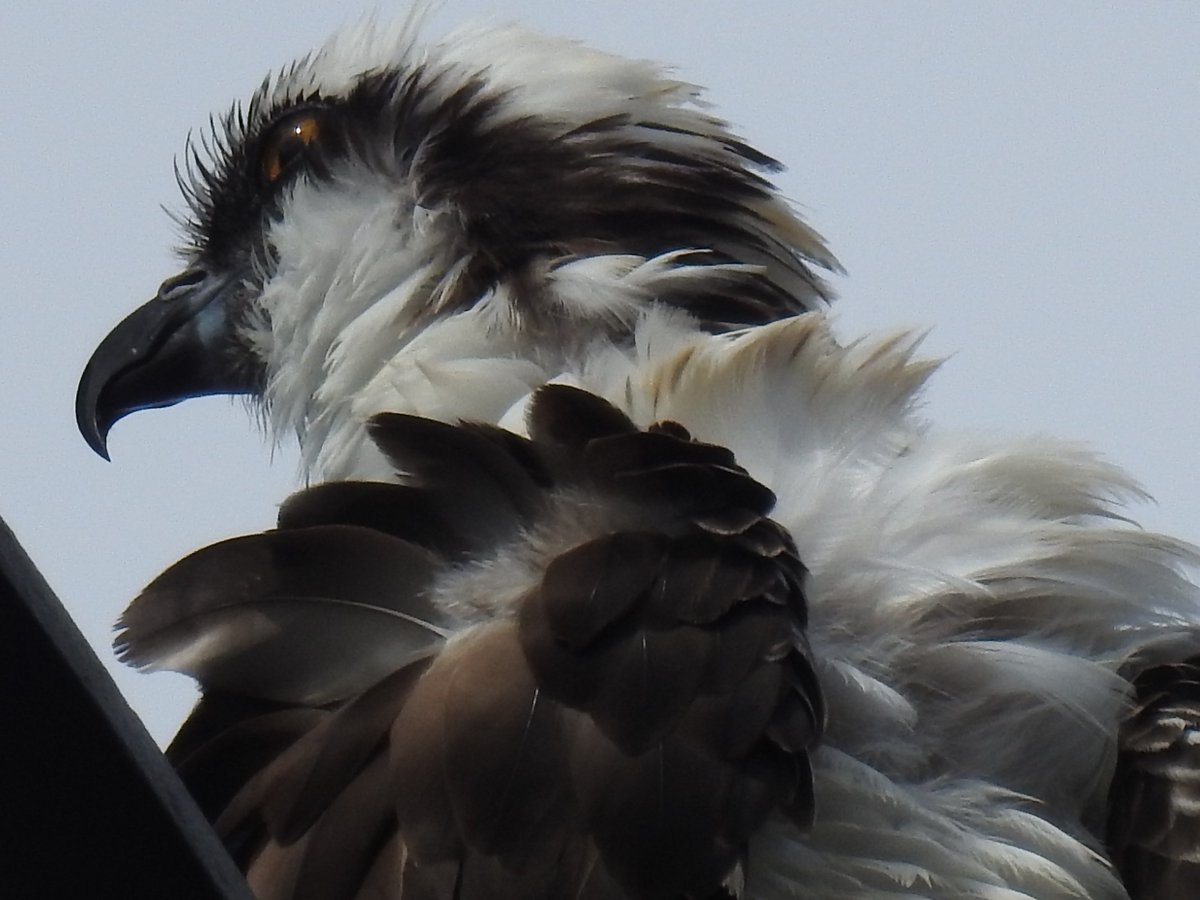 Ospreys are really gorgeous birds. #VanderWild