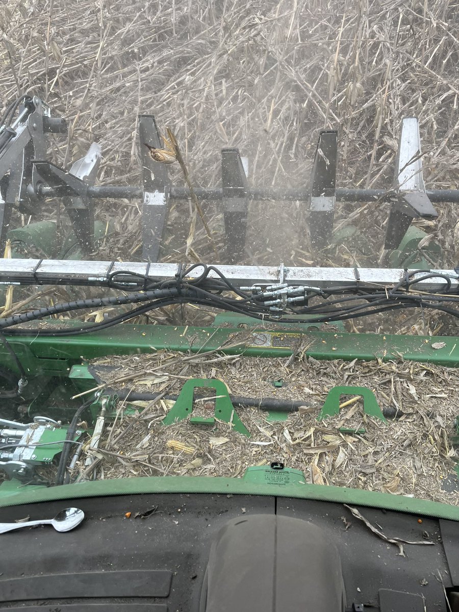 Anyone out there with a 30’ John Deere corn head have any tricks or tips with stopping from plugging and wrapping in the center around the hanger bearing? Down corn and that problem is limiting speed by 1mph