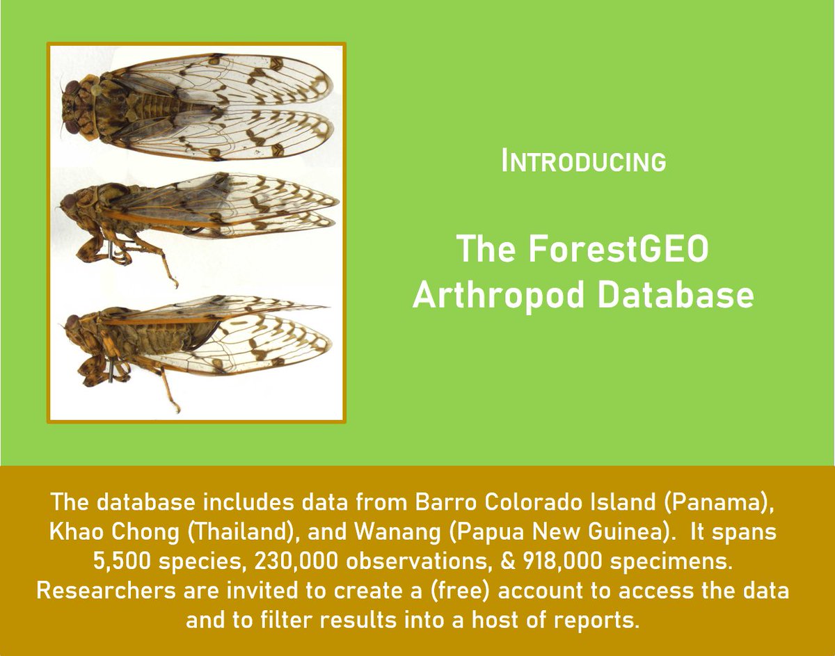 ForestGEO's tweet photo. We’re 🪲 bugging out🐞 with excitement that the @ForestGEO Arthropod Database is now live!  

Arthropod Database: https://t.co/XgpJQwAGQ0

Q&amp;A with Yves (leader of the ForestGEO Arthropod Initiative) &amp; Phil (software developer):  https://t.co/eOUd4HVTrG https://t.co/nKVHzkHuzx