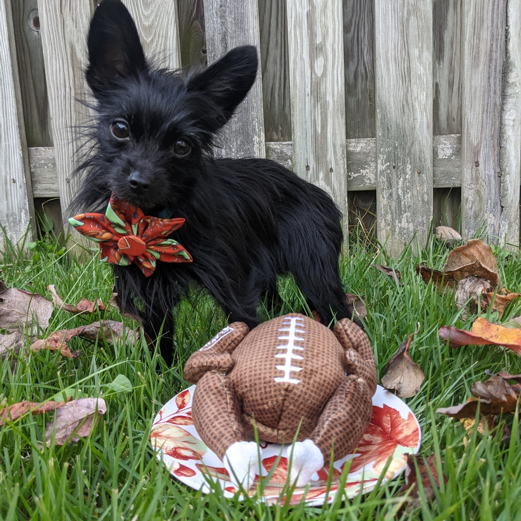 One Thursday away from Thanksgiving! What is your favorite dish this time of year?

Turkey &amp; Pumpkin Pie Pinwheel &amp; Turkey Bowl available thru link in bio!

#turkeybowl #pumpkinpie #dogaccessories #thanksgiving #dogtoy #football #turkeyday #lulubelles #powerplush #huxleyandkent