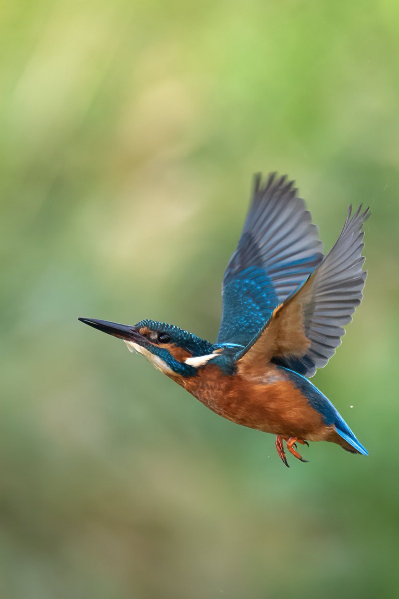 hertskingfisher's tweet photo. Kingfisher leaves the water without a fish on this occasion https://t.co/0V5cK8UGF4