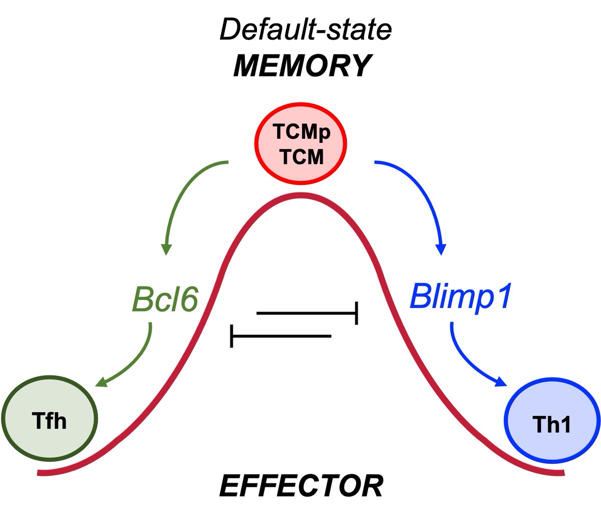 CiucciThomas's tweet photo. Much more details to dig into, including how this inform us on the normal differentiation of CD4+ T  cells and discussion about the potential implications especially for adoptive cell therapies. https://t.co/Hp1DftHTyH