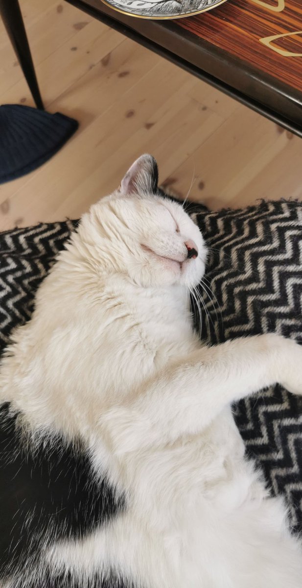 olehagen's tweet photo. Til folk i Tøyen/Grønland-området: Katten Momo er savnet fra området rundt Åkebergveien siden i går kveld😿. Hun er ikke vant til å være ute alene, så jeg ber alle følge ekstra nøye med hvis dere kommer over en fremmed katt. Ta kontakt hvis dere ser henne😔 https://t.co/zDoB3RkCVR