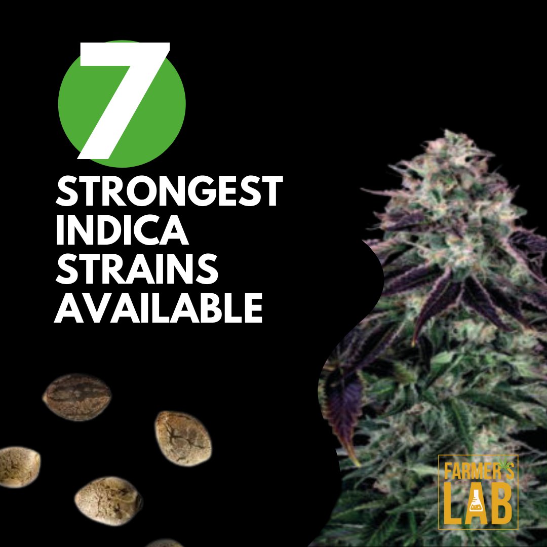 FarmersLabHQ's tweet photo. THE 7 STRONGEST INDICA STRAINS AVAILABLE

https://t.co/b4ALOFfO6m https://t.co/Nkuih6atTc