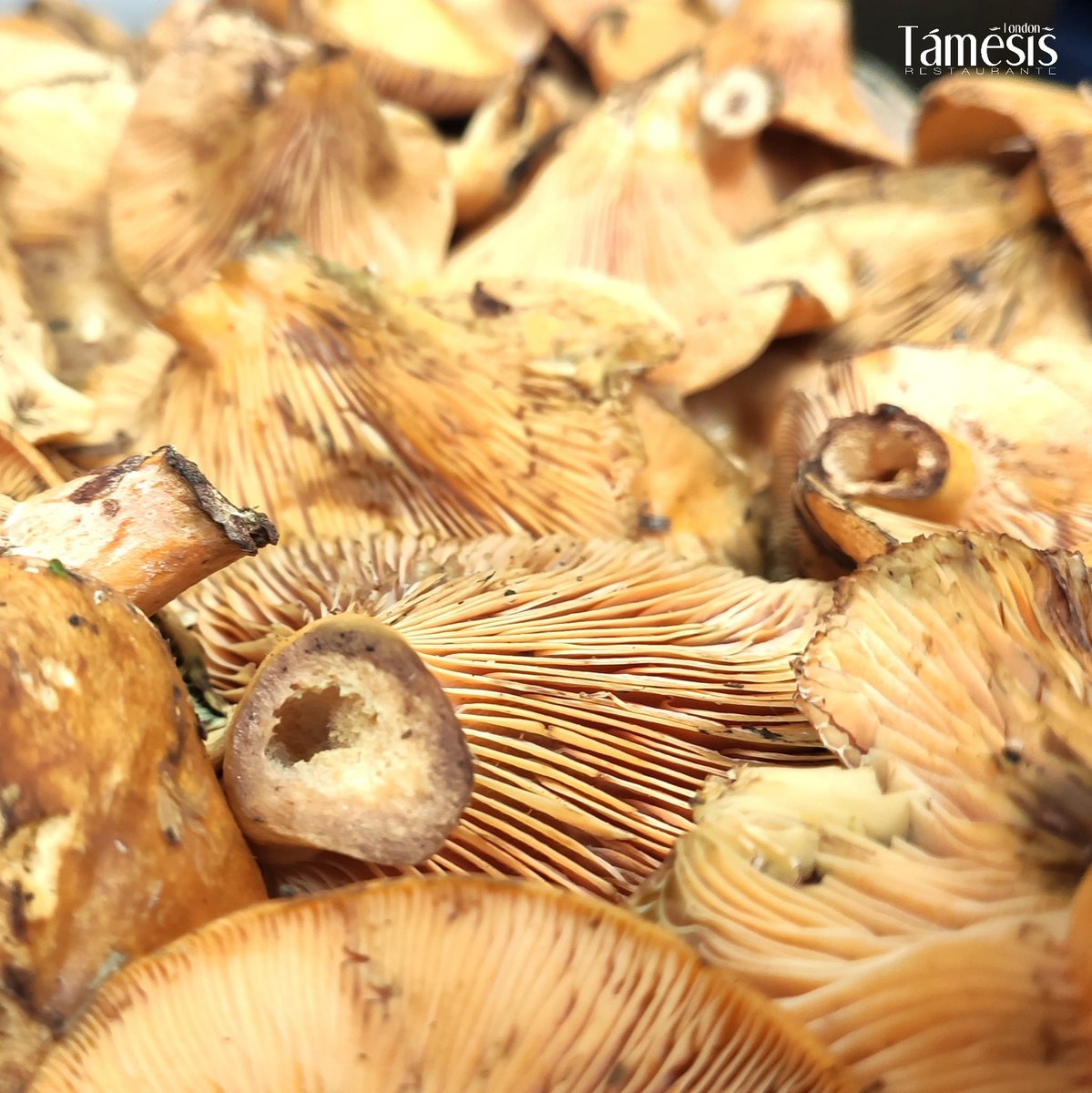 ¡Nada como los productos de temporada!❤️
Y en otoño no pueden faltar los níscalos en nuestra cocina🍄
¡Deliciosos!😋

#RestauranteTámesis #Jaén #Producto #ProductoDeOtoño #Gastronomía #Retaurante #Tradición #Níscalos