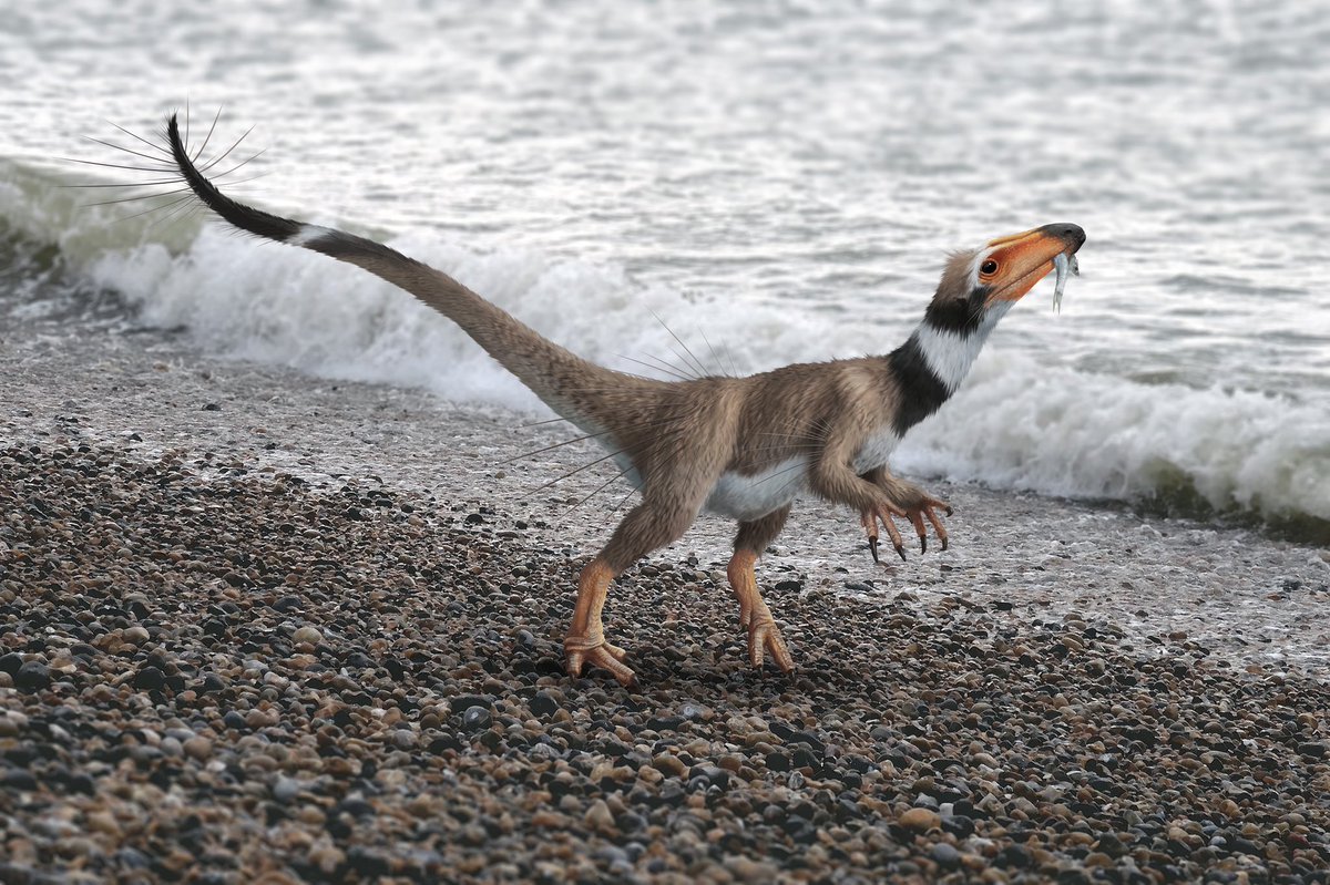 DragonsofWales's tweet photo. … and here are a few more of mine from the past 12 months: Wales’ newest dinosaur Pendraig milnerae, Deinonychus, T-rex (because it would be rude not to) and Nanuqsaurus🙂🦖 #AnimalArtistsUnite 2/3 https://t.co/BaXLC2m2bs