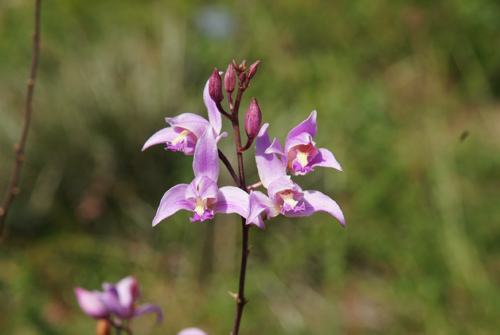 FairchildGarden's tweet photo. What’s the best breakfast? A breakfast with a view of native orchids! Give now, enjoy, and help fuel our commitment to The Million Orchid Project https://t.co/ZQzC4Sc5pu #GiveMiamiDay #SaveTheOrchids https://t.co/COP3qe5Aag