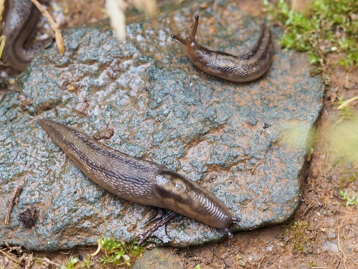 emxreed's tweet photo. I need some identification help from twitter... what is this slug? Photo taken in Piedmont region of North Carolina USA, ~1.5-2in long. I've googled my little slug heart out.  @Bertonemyia @NCSU_DEPP? https://t.co/fEE8xvBmDx