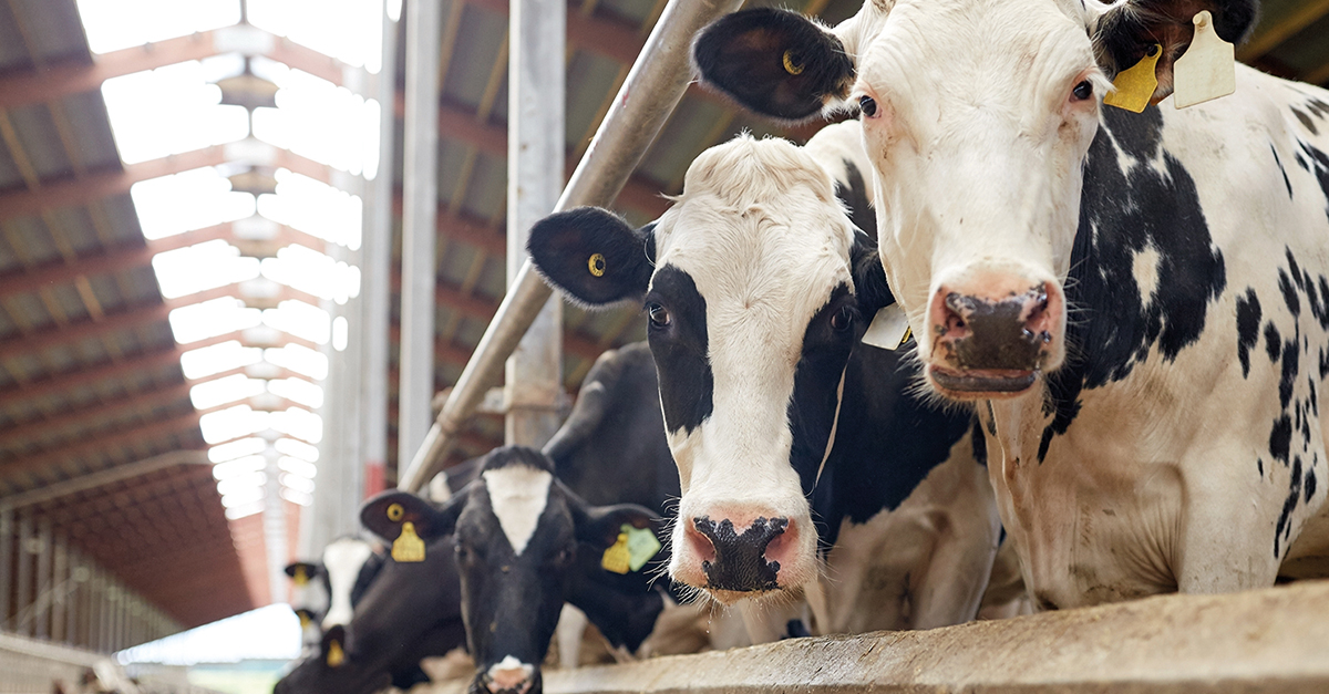 TheAnneChow's tweet photo. You’ve heard of connected devices, but how about connected cows? ⚡️🐮 Through IoT, cows can now be easily monitored. Here’s how AT&amp;T is working with Austrian-based technology company @smaXtec toward the goal of connecting 1M cows in the next 12 months: https://t.co/sXAg1JGDri https://t.co/QX2zaYZCOU