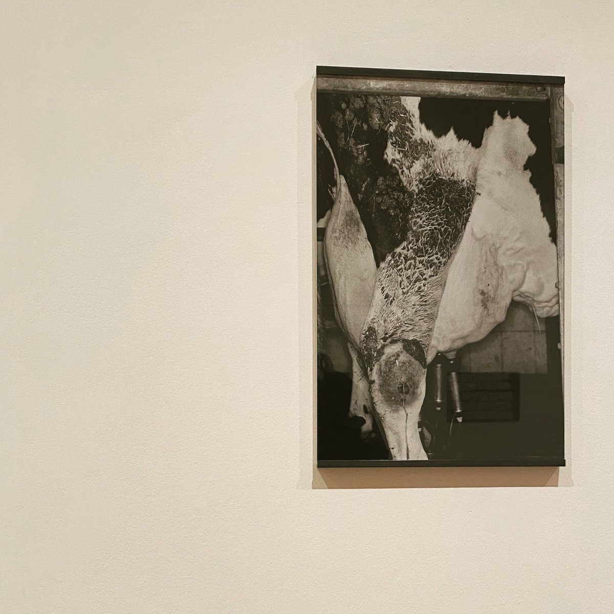 FerCostilla's tweet photo. Busca a la vaca #michaelschmidt #museoreinasofia #vacart https://t.co/w6RuyhZr4x