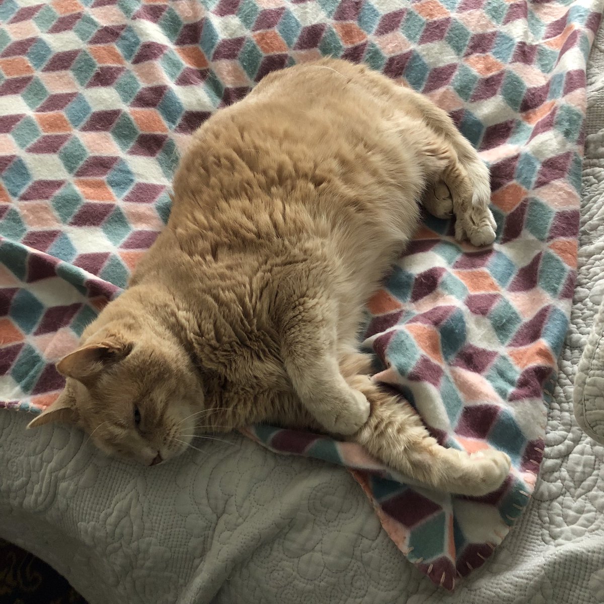 PhoenixTyche's tweet photo. Memory foam plus a 14 pound cat is not a great combination (unless, of course, you’re the cat)
#CatsOnTwitter https://t.co/P8fF3Kwo5k