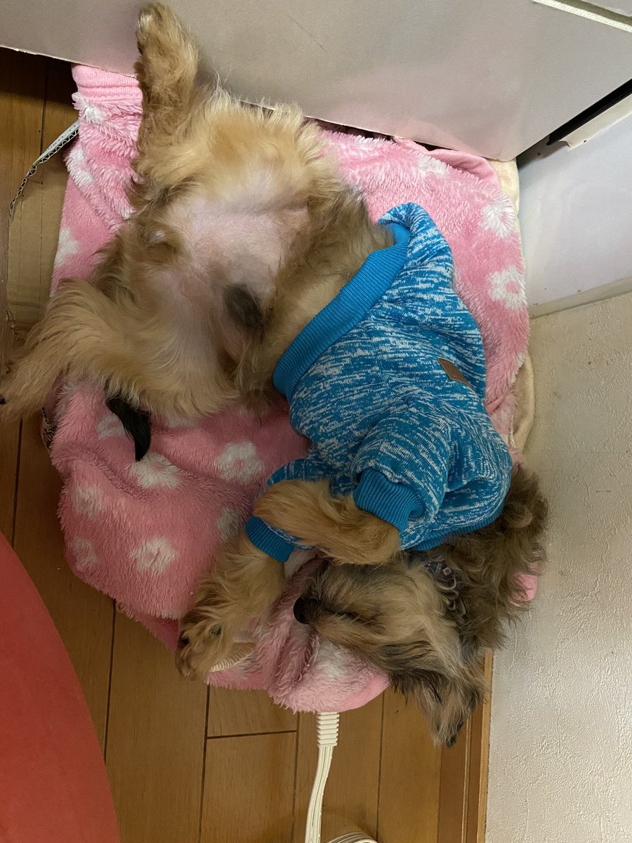 Su_iroiro's tweet photo. 犬って、弱点見せないんじゃないの？って思うくらい開放的〜 https://t.co/UPtdfx1cxn