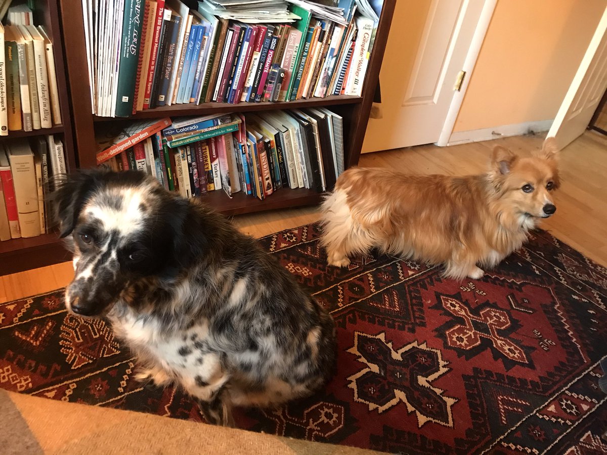 joepolman's tweet photo. Working with the #dogsofISLS (and distributed human colleagues) from the home office today on those submissions to #ISLS2022. Lula was dragging this morning, but Waldo and I are trying to pump her up. We got this, folks! @isls2022 https://t.co/Rv1FSRip6q