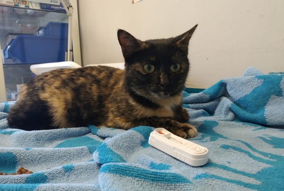 ADAAColmenar's tweet photo. ➡️Bastet

Esta pequeña de cinco meses ya ha pasado la cuarentena y ha ido al vete: es doble negativa🥳

Mimosa, ronroneadora y muy juguetona, esta pequeña está lista para encontrar una familia a la que llenar de amor😍

🐾 adopciones@adaacolmenar.org
Familia ADAAC y Bastet https://t.co/RtI2U37Y97
