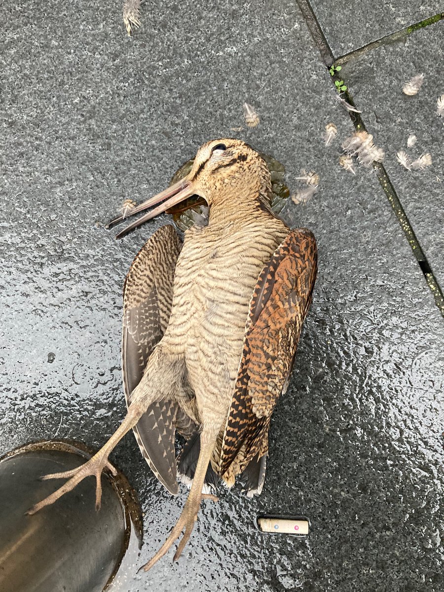 Sarah Jasmon tweet media