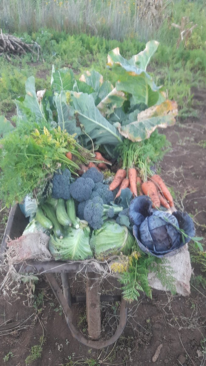 Wanja27Njeri's tweet photo. Stock take for the farmer.....very sweet to eat your sweat.....
#cauliflower #brocoli #carrots #cabbage #redcabbage #greenmaize
#farmlife
#mkulimatips https://t.co/l4BdRzc2hQ