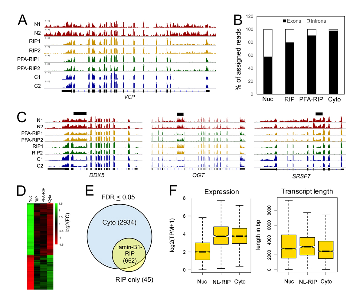 RockUPress's tweet photo. "A pleasantly focused proximity labelling study. APEX2 is used to tag lamin B1; both RNA and protein hits are analysed."
@JCellBiol study by Tran, @ZhengYixian et al. (https://t.co/aaXgEHDRzC) highlighted in @Facultyopinions: https://t.co/iE6SR0ltcZ
#TechnicalAdvance https://t.co/jVrTYhS1kk