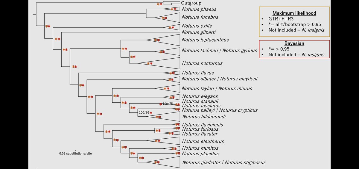 McCallMeB's tweet photo. Excited to be able to share some cool phylogenetic results of madtom catfishes @BLFluker, Jacob Egge and I have found @SEFishesCouncil later today! https://t.co/cDd0ZSFg0Y