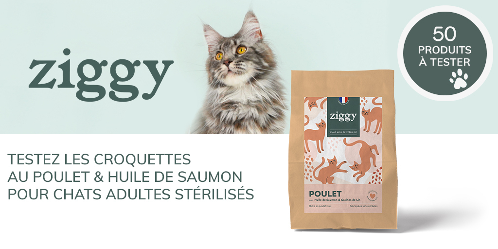 ConsoAnimo's tweet image. Propriétaire d'un chat stérilisé ? Résidant en France Métropolitaine ? 🧐
Si vous vous reconnaissez, n'attendez plus, et inscrivez-vous à ce tout nouveau test produit ! 🤩

#consoanimo #testproduit #ziggy #croquettespourchat

consoanimo.com/test/croquette…