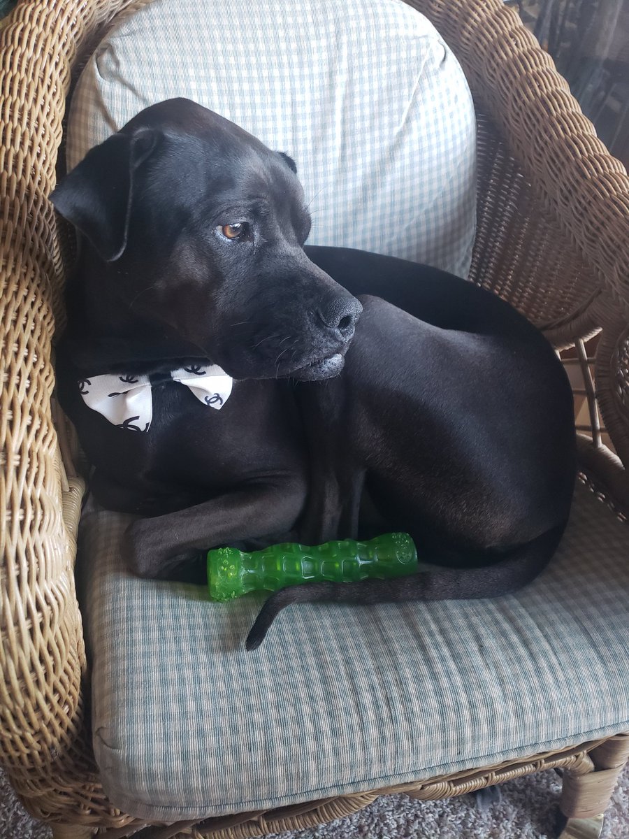 Robyn2Rebel's tweet photo. @AhearnColeen Good morning from Bear https://t.co/xfbGOsRj9M