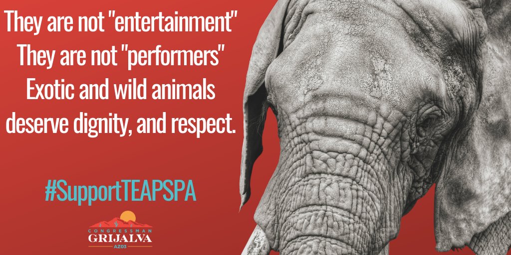 RepRaulGrijalva's tweet photo. ICYMI: @SenatorMenendez, @RepDavid and I reintroduced the Traveling Exotic Animal and Public Safety Protection Act. There’s nothing entertaining about seeing animals suffer and it’s past time we updated our antiquated animal welfare laws. #StopCircusSuffering #SupportTEAPSPA https://t.co/YcEFs9VFcw