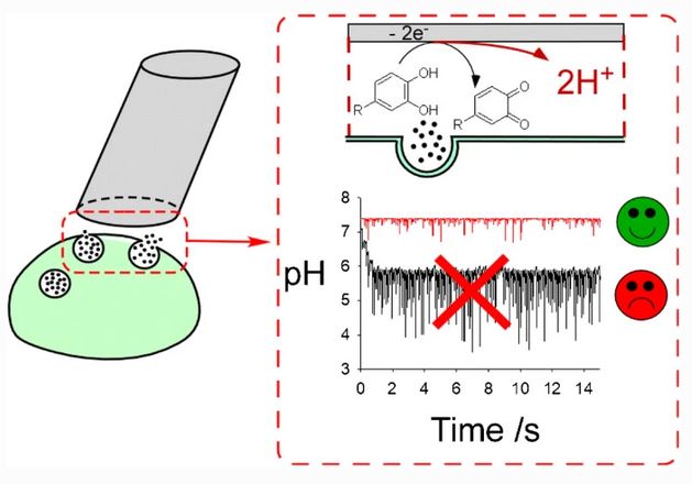 AnalBioanalChem's tweet photo. Simulations of #amperometric #monitoring of #exocytosis - moderate pH variations within the cell-electrode cleft with the buffer diffusion
by Frédéric Lemaître et al @Univ_CotedAzur @INC_CNRS @CNRS_DR20 @Sorbonne_Univ_ @Chimie__ENS @psl_univ
https://t.co/ZkKhFlJIur https://t.co/6ujXou2Pxc