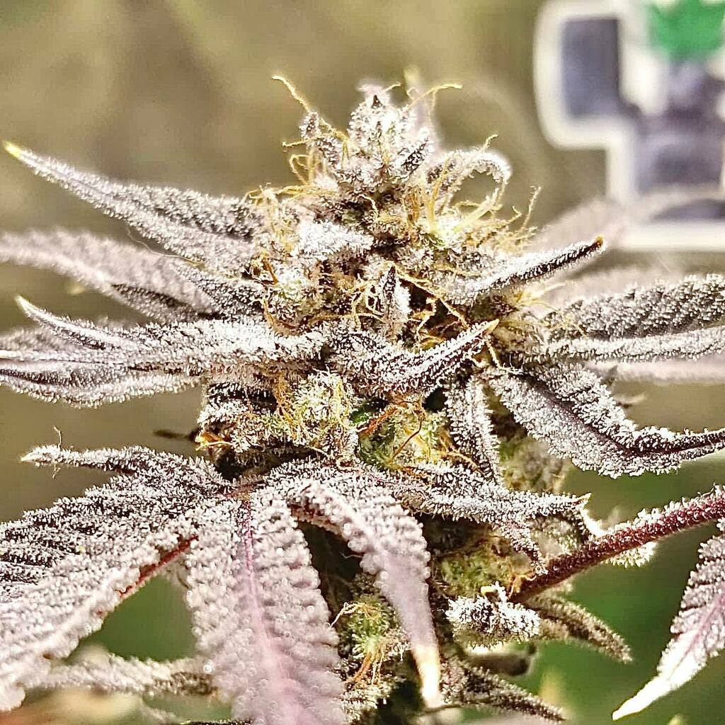 PhenoWolf's tweet photo. Pineapple Dragon 

Pineapple Haze x Red Dragon

Bred by: @greenwolf_genetics 
Grown by: El Gallo Negro https://t.co/WbTyOcfq29 https://t.co/HUV1IGiYjv