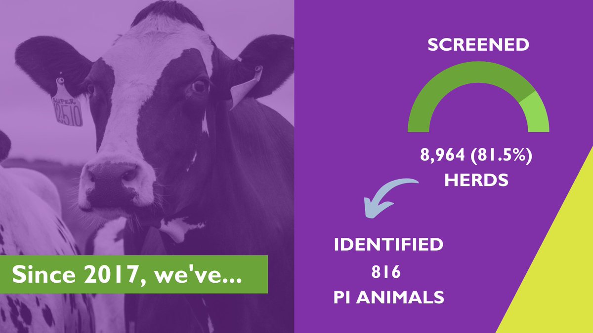 GwareduBVD tweet media