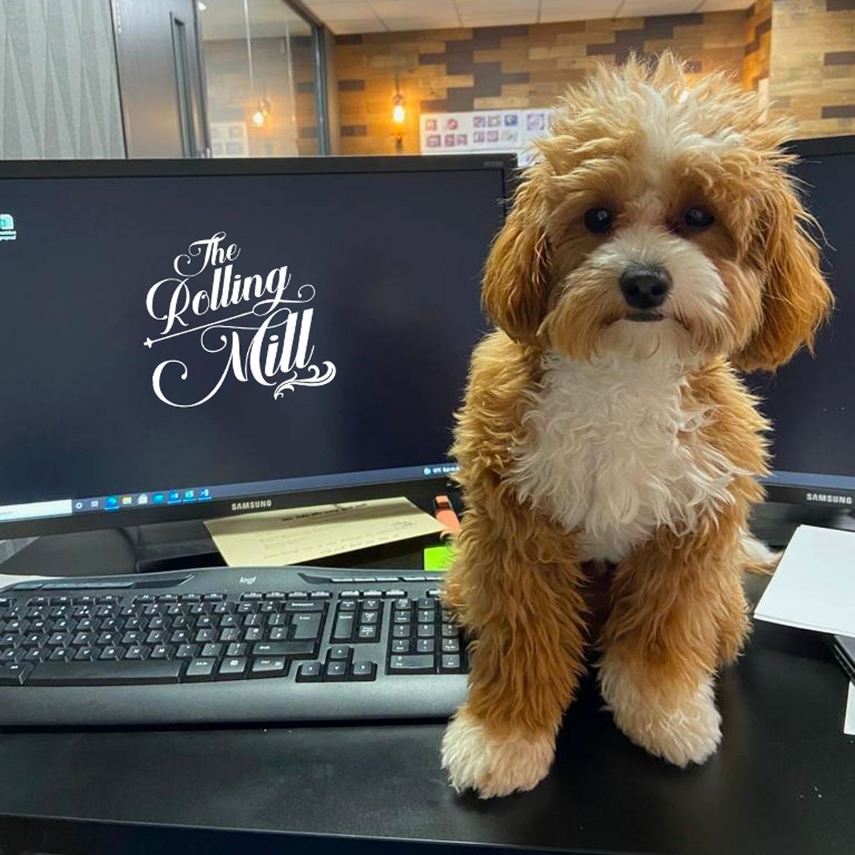 Meet Ellis who has spent the day assisting Pierre our General Manager in preparing for our official opening on the 26th November 🥳🥂

Don’t forget to book your table on our website: therollingmill.co.uk  😊

#birmingham #jewelleryquarter #delicious #restaurant #dogs