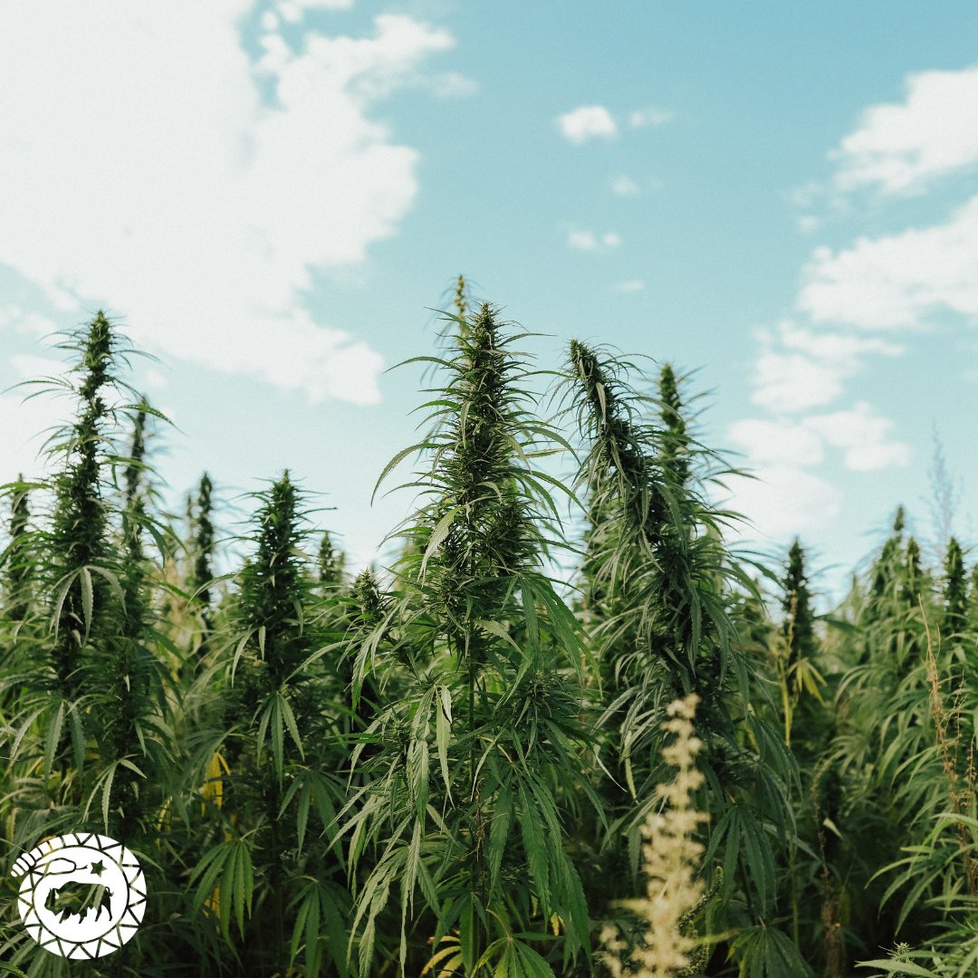 High Grade Hemp Seed tweet media