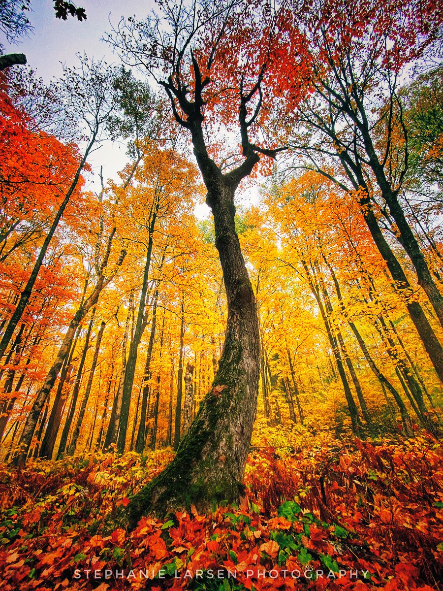 steph_larsen's tweet photo. @weatherchannel Autumn in Northern Minnesota #albornadventures #minnesota #albornmn #fallcolors https://t.co/IHe4dGBUIs