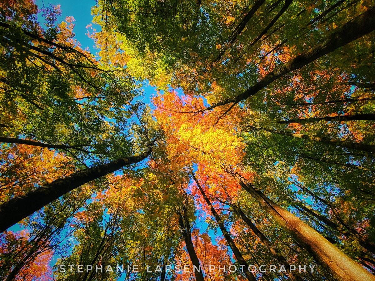 steph_larsen's tweet photo. @weatherchannel Autumn in Northern Minnesota #albornadventures #minnesota #albornmn #fallcolors https://t.co/IHe4dGBUIs