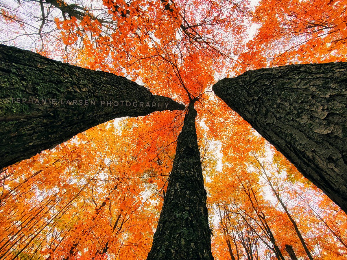 steph_larsen's tweet photo. @weatherchannel Autumn in Northern Minnesota #albornadventures #minnesota #albornmn #fallcolors https://t.co/IHe4dGBUIs