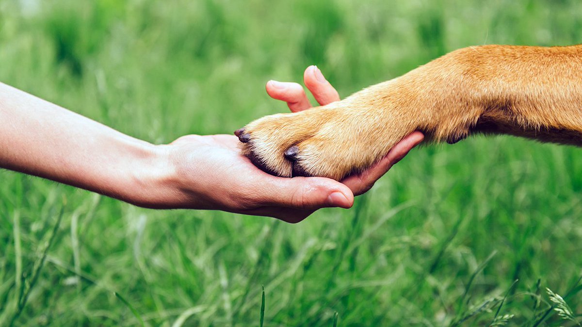 Je me réjouis du vote de la #PPLAnimaux au #Sénat qui propose
de vraies solutions pour protéger les #animaux. Je remercie les sénateurs
<a href="/LesCentristes/">les centristes</a> et la sénatrice <a href="/catherine_dumas/">Catherine DUMAS</a> pour leur engagement et leur
intérêt constant pour ces questions.