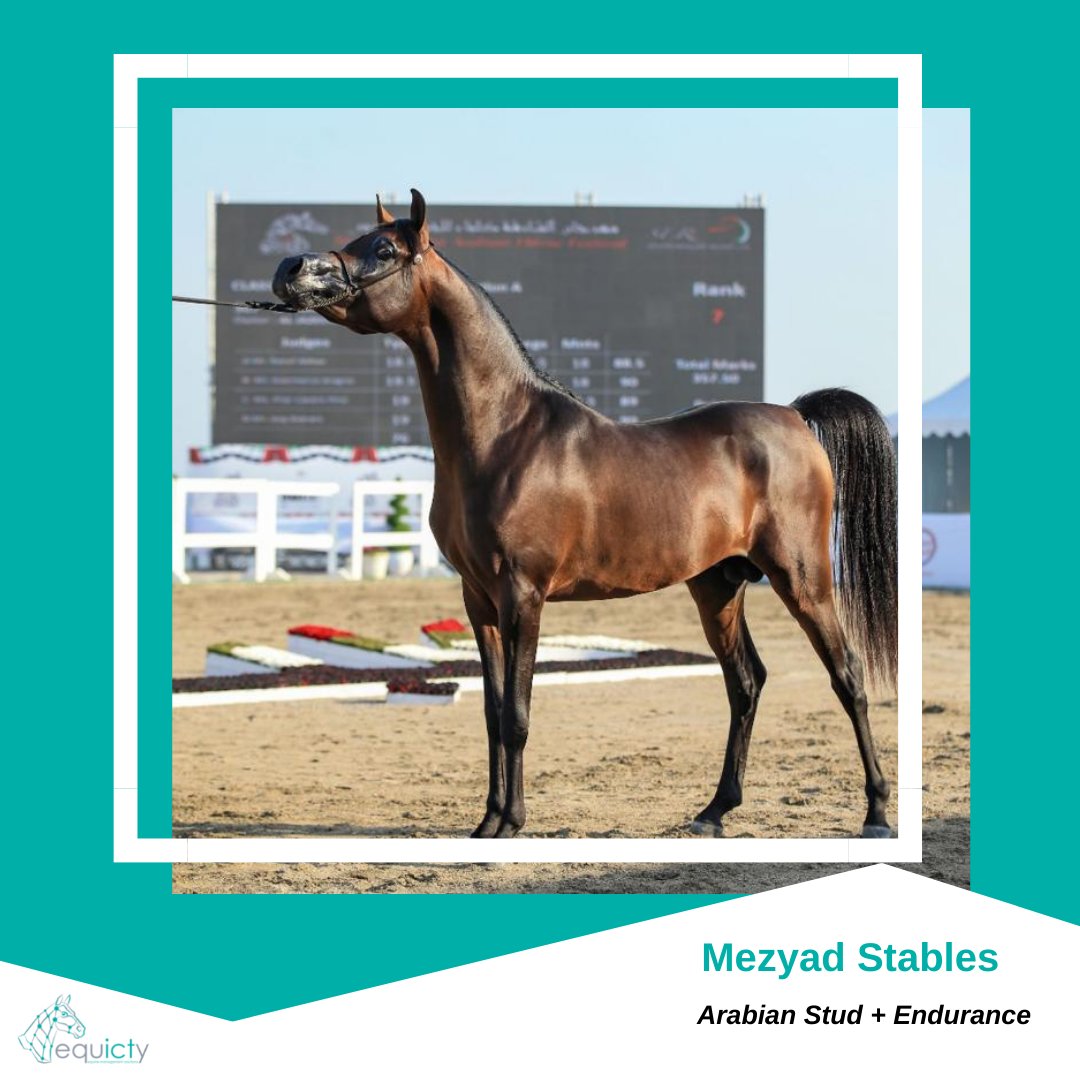 equicty's tweet photo. Automating your stable activities and providing real time updates to your staff and owners through their personal devices is becoming the new norm. 21 day free trial available on our website, give it a go 📲 

https://t.co/qTy1yIoLwG https://t.co/Z99VuoZayK