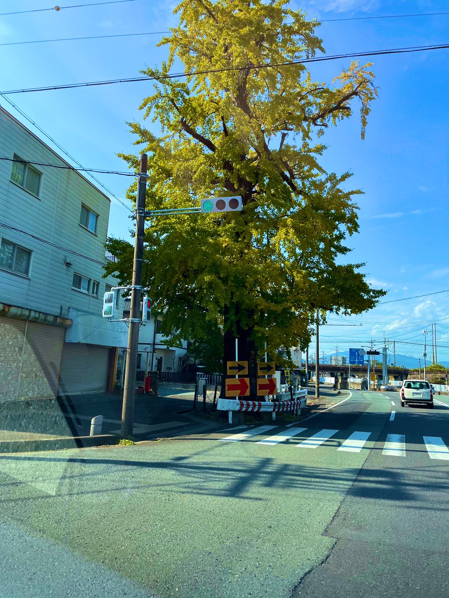 zover5's tweet photo. これはデカい🍁

#イチョウの木 https://t.co/gVtjkyMT8h