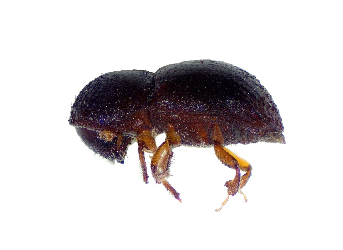 mstf_entomology's tweet photo. The black timber bark beetle, Xylosandrus germanus (Coleoptera: Curculionidae, Scolytinae), is an invasive ambrosia beetle that causes severe damages to many plants. Found in hazelnut field.
#stemborer #xylosandrus #BBCL https://t.co/Wrj7Wg89Uq