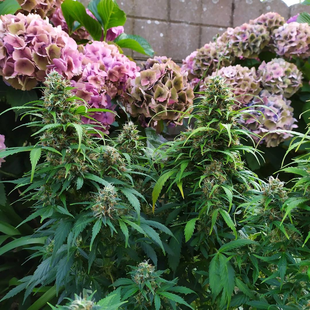 spliffseeds's tweet photo. Dutch Automatic ๐ณ๐ฑ accompanied by a few beautiful hydrangeas
๐ธ:@castafunk420
๐ท:#dutchautomatic
๐จ๐พ:#spliffseeds
๐:https://t.co/fnDrTs0f2I https://t.co/9UmGXvIhw4