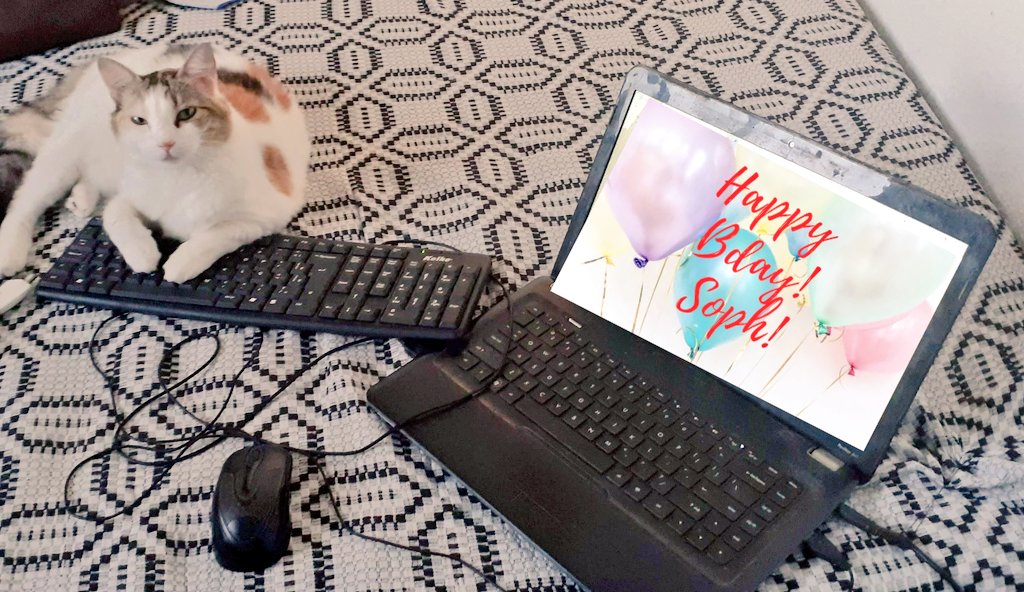 Lizzahiddles's tweet photo. #sophweek - day 4 : Cats for sophia @SophWeek @sophdimartinobr 

@sophiadimartino 
My 3 kittens Orange, Spot and Princess from Brazil, they’re very lovely and want to wish u a very happy bday Soph!❤️ https://t.co/jqO1GvDJOk
