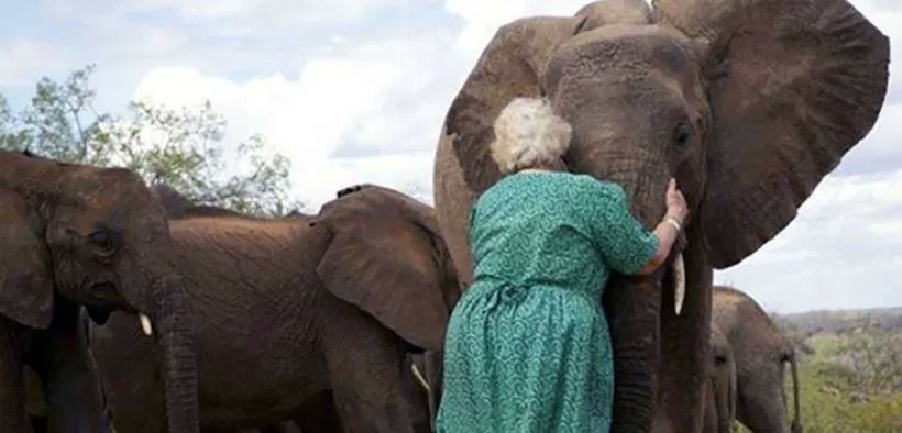 GNNGoodNews's tweet photo. Orphaned Baby Elephants Line Up To Hug The Woman Who Saved Their Lives https://t.co/JVAa3mPmyX https://t.co/SRvqqrlRp0