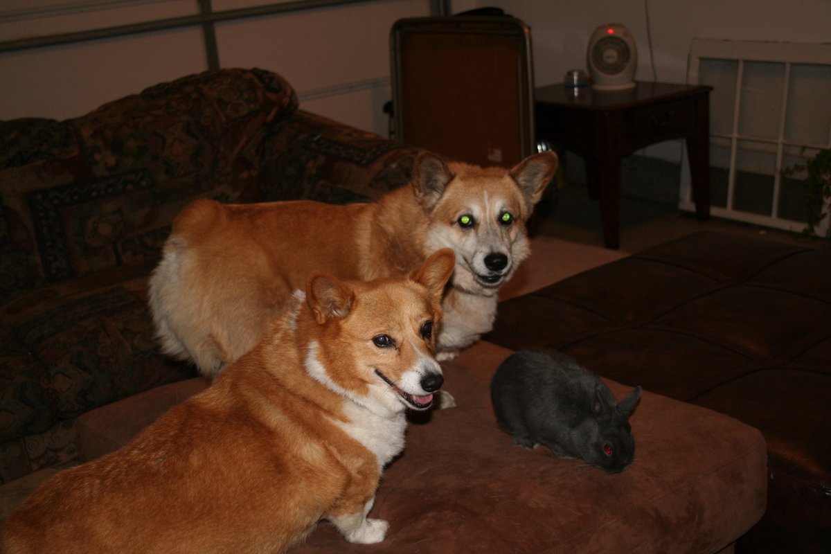 Literary_Mary's tweet photo. The face your crew makes when you interrupt their party. #Mooooom #corgicrew #Nellie #Ozzie #Loki https://t.co/tSL99bvlTd