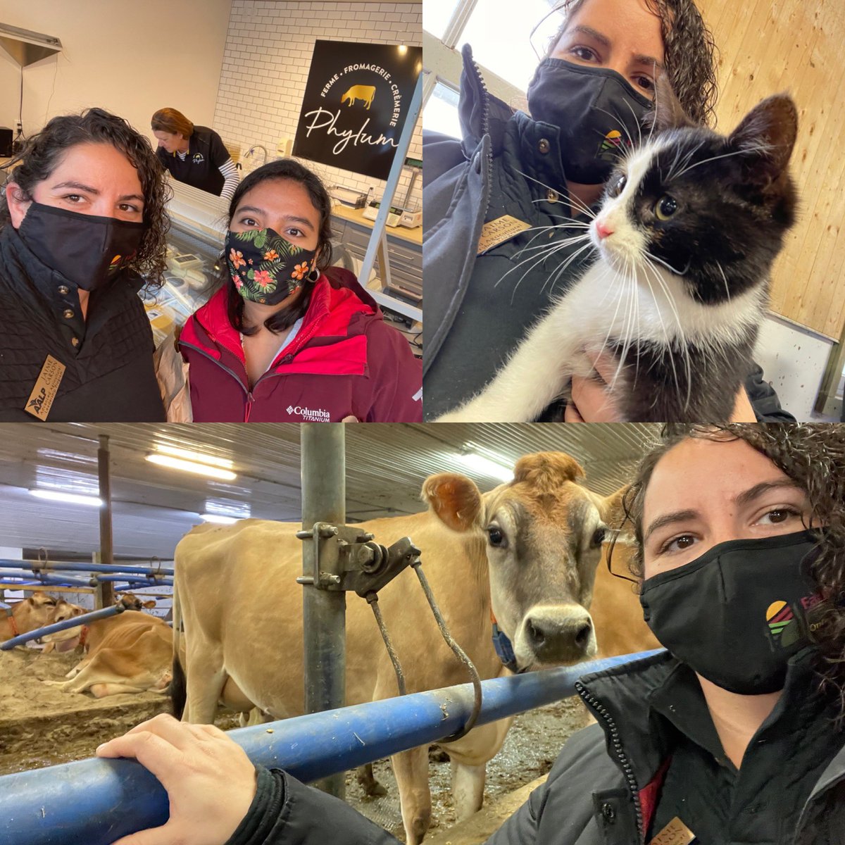 JaimeA33's tweet photo. No such thing as too many cow selfies…this morning we toured Ferme Lacto-Phylum, learned about on farm processing in Quebec, and sampled cheese including one made from kefir, the only of its kind in Canada. #aalpclass18 #nast @AALPClass https://t.co/aNtuY3wy9F