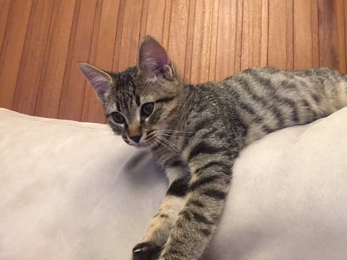 margotbernieri's tweet photo. he’s wilhelm 🥺❤️ https://t.co/n46B8bLLr1