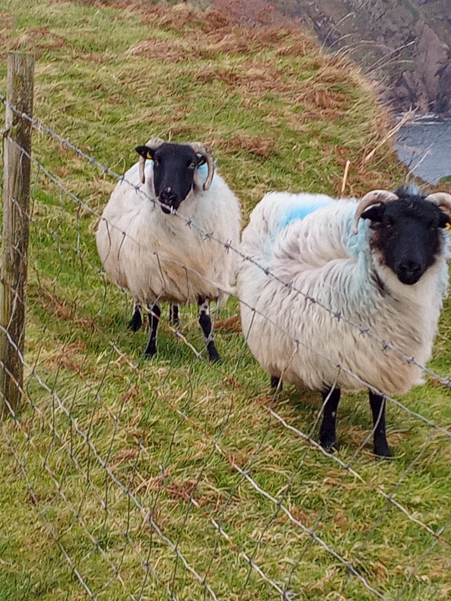 rfwalsh86's tweet photo. Met a lovely couple on my walk around Erris Head Loop Walk #Ireland #trailhead #errishead #walking #nature #outdoors #wildlife #health #wellness https://t.co/j7kDiAr73S