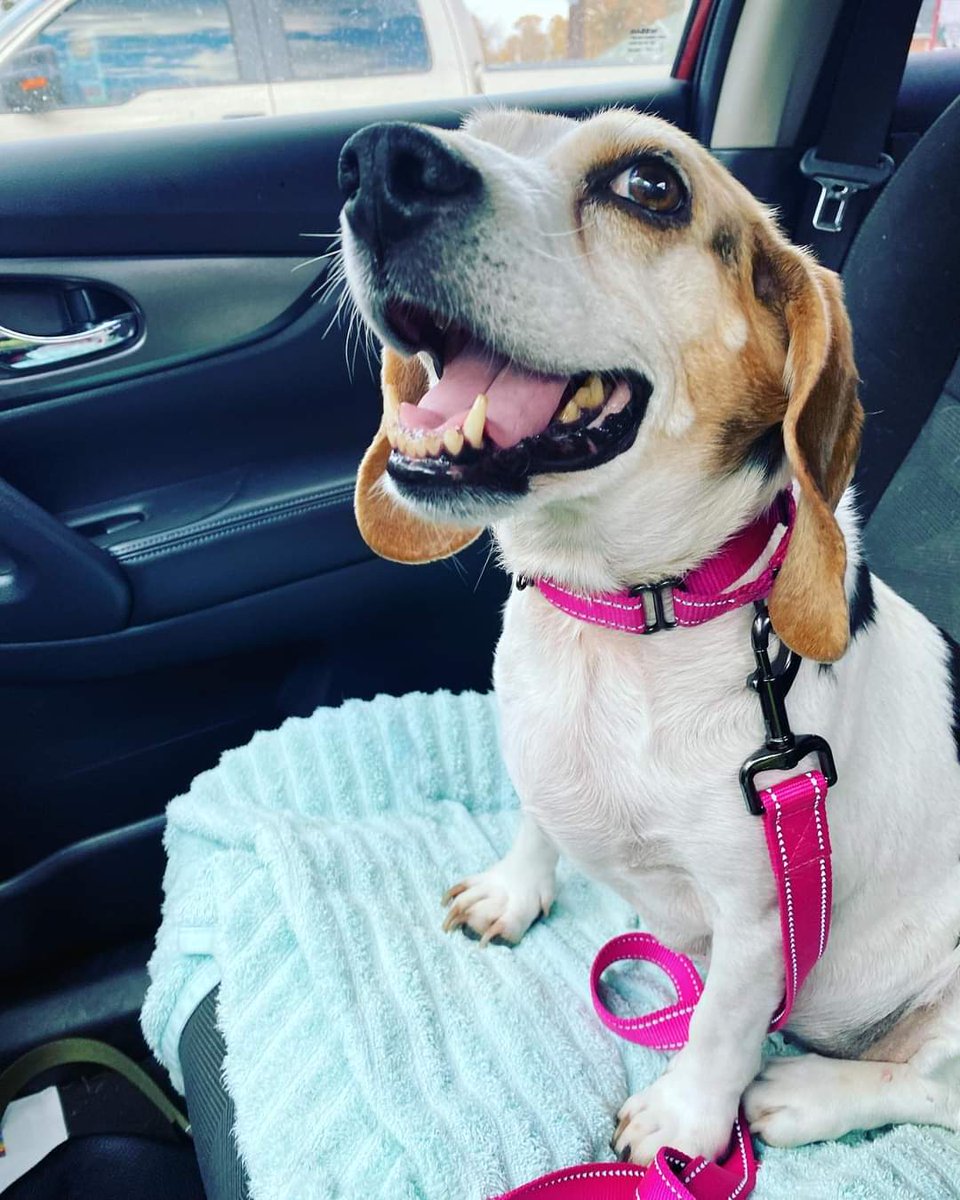 CPR Dogs tweet media