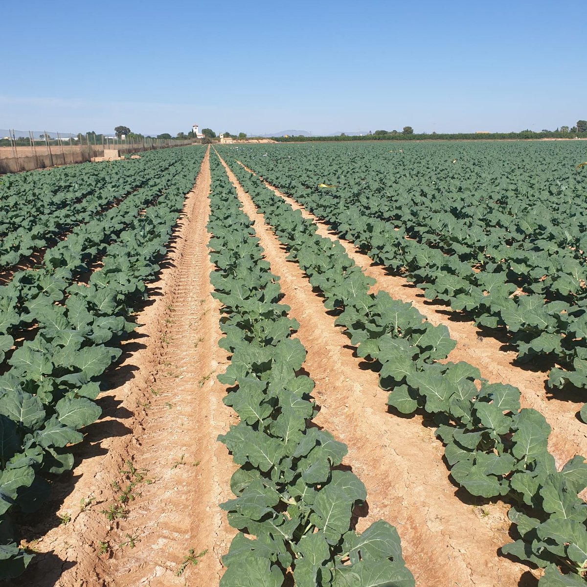 DQAgro's tweet photo. Cultivo de #brócoli🥦🥦🥦de gran vigorosidad y homogeneidad de la planta.

¿El secreto?... #FERTEOS de #INNOVABIO by @TimacAGROEspana .

De venta en @DQAgro👉🏽 https://t.co/vrbFrqIxoX

#agriculturasostenible #campodecartagena #medioambiente #sostenibilidad https://t.co/bmB7WHbw6U
