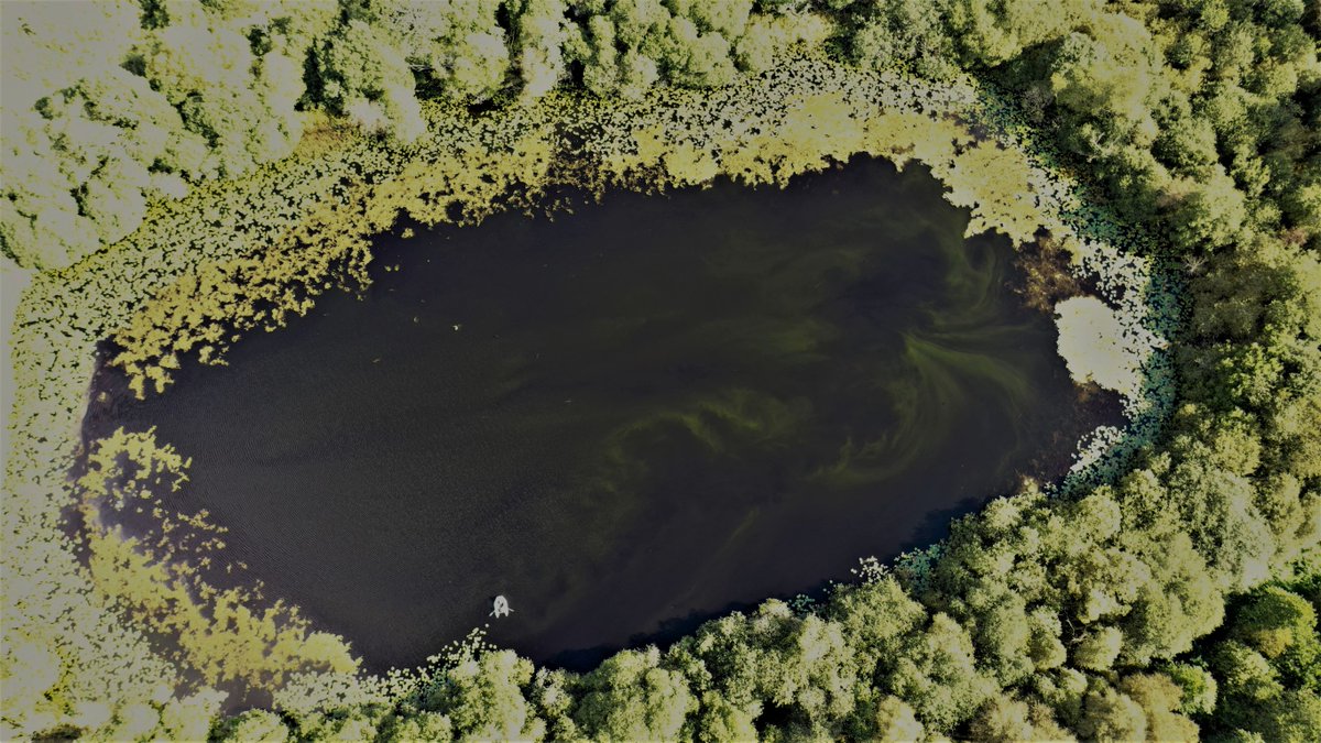 Definitely not on the #LakeDistrict tourist trail... 

Priest Pot is a <a href="/NECumbria/">Natural England Cumbria</a> nature reserve teeming with tiny single-celled #protists🦠

#DarwinTreeOfLife's <a href="/OxfordBiology/">Oxford Biology</a> team <a href="/ElisabetAlacid/">Eli Alacid</a> @AncestralState <a href="/guyleonard/">Guy Leonard</a> &amp; Estelle Kilias paid a visit

ow.ly/Vow950GR304
