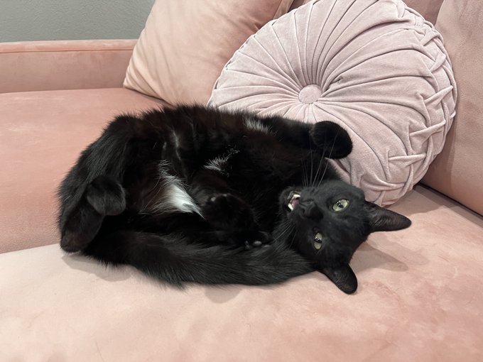 Ripley is 6 months post treatment for feline infectious peritonitis and cured 🖤 he is proof this terrible