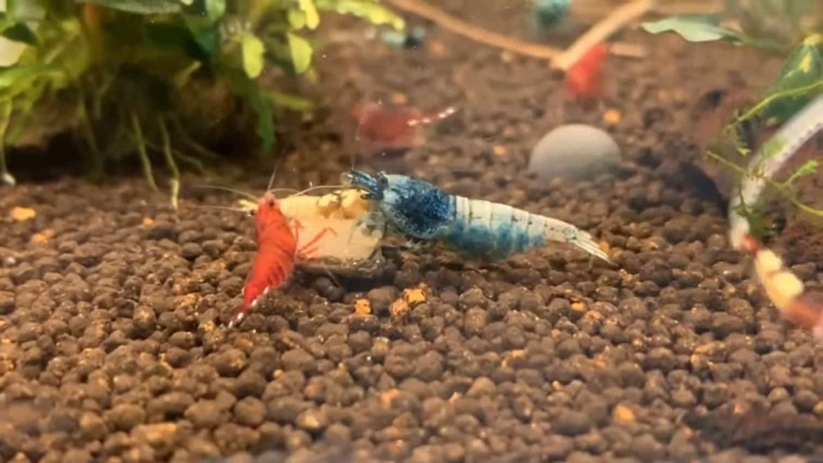 BudidayaTani's tweet photo. Kunci Keberhasilan Tangkarkan Neocaridina - https://t.co/Z2Peam5kVG https://t.co/2ZtKAxKvOW